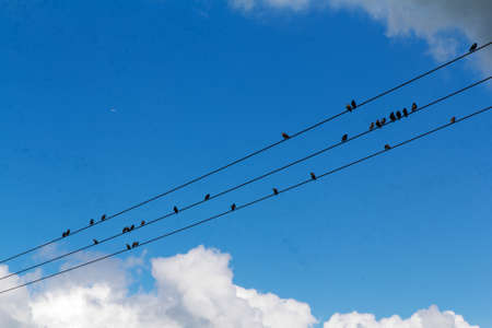 Birds sitting on wires against a blue sky with cloudsの写真素材