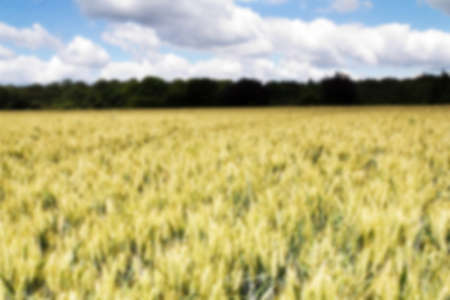 Wheat growing in a field in the Chilterns, Englandの写真素材