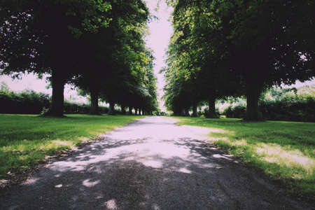 Path surrounded by green trees on both sides, Vintage Retro Filter.