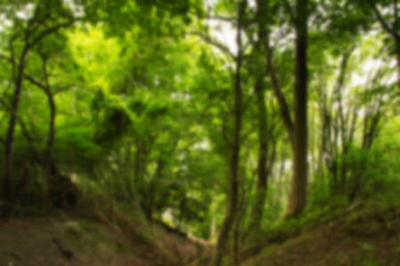 Leafy view through English woodland in the summer Out of focus.の写真素材