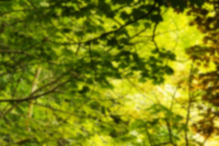 Leafy view through English woodland in the summer Out of focus.の写真素材