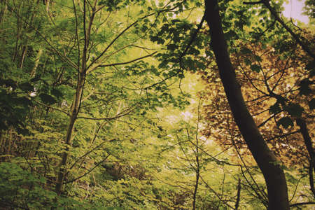 Leafy view through English woodland in the summer Vintage Retro Filter.の写真素材