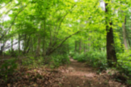 English woodland path with the sun breaking through the leaves Out of focus.