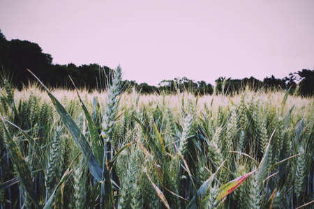 Wheat growing in a field in the Chilterns, England Vintage Retro Filter.の写真素材