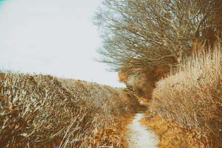 View through the trees on a country walk in the Chilterns, England.の写真素材