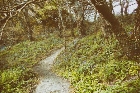 Countryside walk with path winding through treesの写真素材