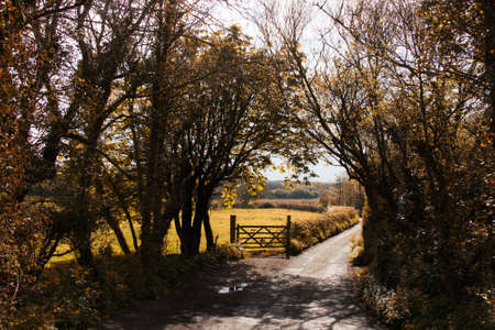 Countryside walk with path winding through treesの写真素材