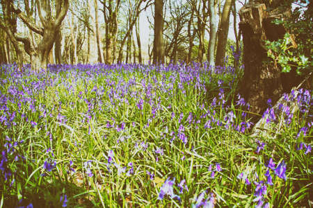 Close up of bluebells in a meadow shallow DOFの写真素材