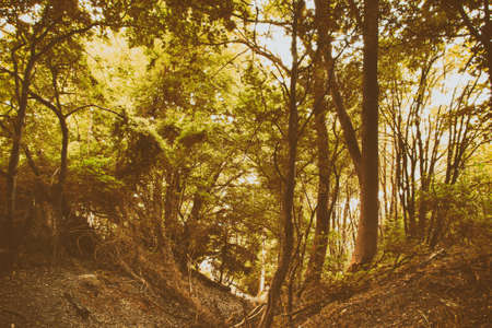 Leafy view through English woodland in the summer