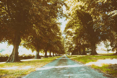 Path surrounded by green trees on both sidesの写真素材