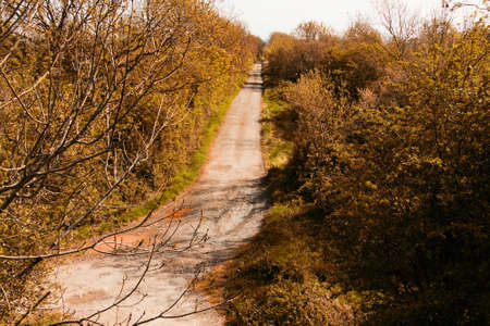 Dirt road with trees on either sideの写真素材