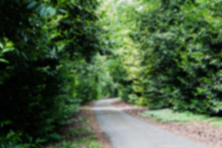 English tree lined lane going through the countryside Out of focus.