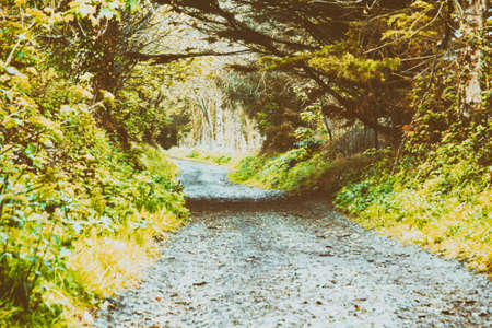 Countryside walk with path winding through trees
