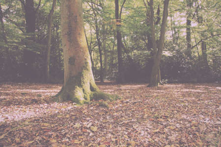 English woodland scene at the start of autumn Vintage Retro Filter.の写真素材