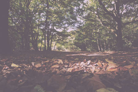 English woodland scene at the start of autumn Vintage Retro Filter.の写真素材