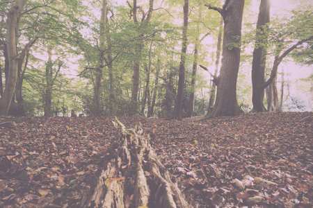 English woodland scene at the start of autumn Vintage Retro Filter.の写真素材