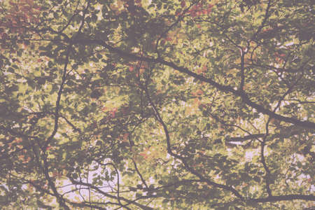 English woodland scene at the start of autumn Vintage Retro Filter.