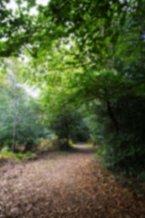 English woodland scene at the start of autumn Out of focus.