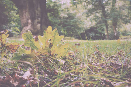 English woodland scene at the start of autumn Vintage Retro Filter.の写真素材