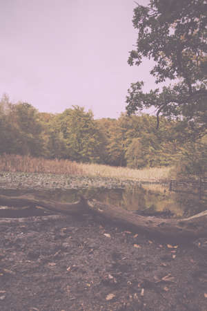English woodland scene at the start of autumn Vintage Retro Filter.
