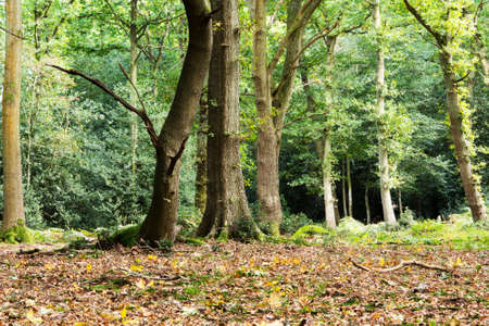 English woodland scene at the start of autumnの写真素材