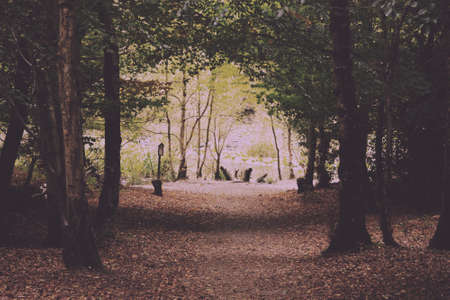 English woodland scene at the start of autumn Vintage Retro Filter.の写真素材