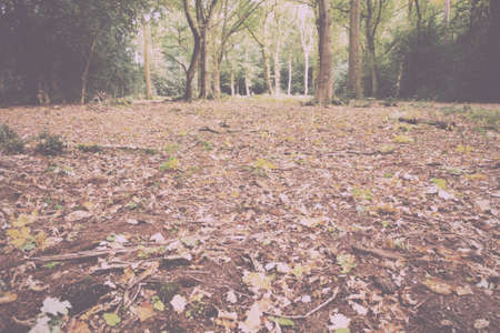English woodland scene at the start of autumn Vintage Retro Filter.の写真素材