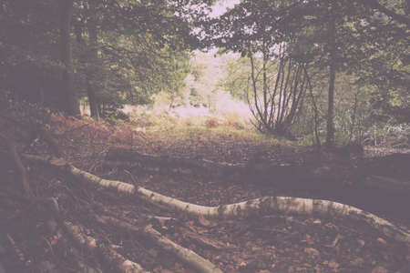 English woodland scene at the start of autumn Vintage Retro Filter.