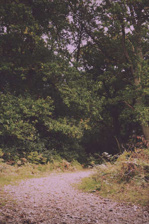 English woodland scene at the start of autumn Vintage Retro Filter.の写真素材