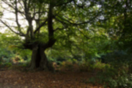 English woodland scene at the start of autumn Out of focus.
