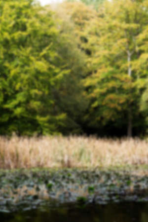 English woodland scene at the start of autumn Out of focus.の写真素材