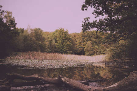 English woodland scene at the start of autumn Vintage Retro Filter.の写真素材