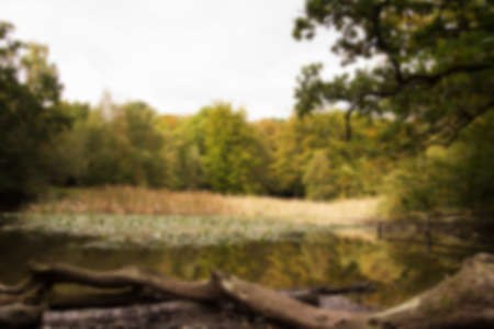 English woodland scene at the start of autumn Out of focus.の写真素材