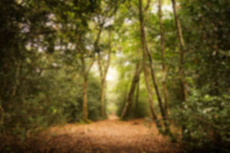 English woodland scene at the start of autumn Out of focus.の写真素材