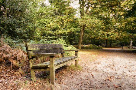 English woodland scene at the start of autumn HDR Filter.の写真素材