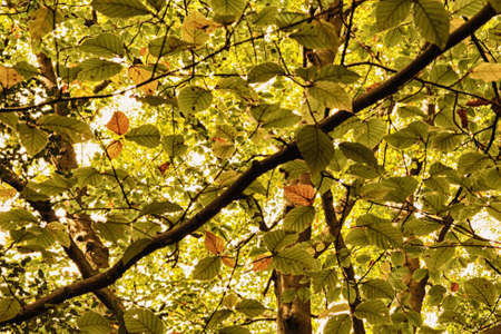 English woodland scene at the start of autumn HDR Filter.の写真素材