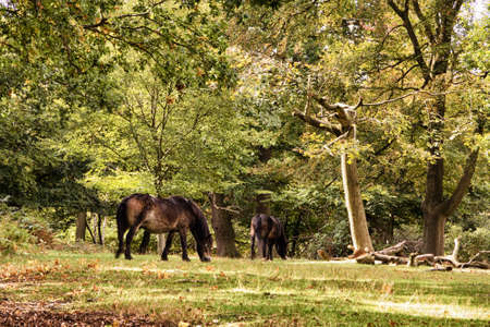 English woodland scene at the start of autumn HDR Filter.の写真素材