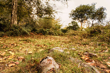 English woodland scene at the start of autumn HDR Filter.