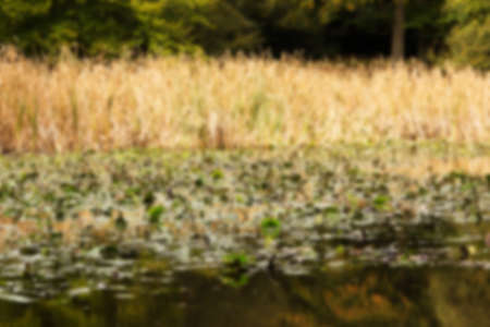 English woodland scene at the start of autumn Out of focus.の写真素材