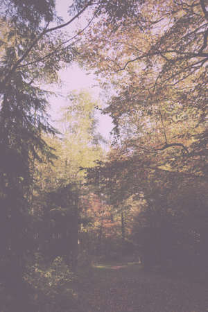 Woodland scene with autumn leaves in yellow and brown Vintage Retro Filter.