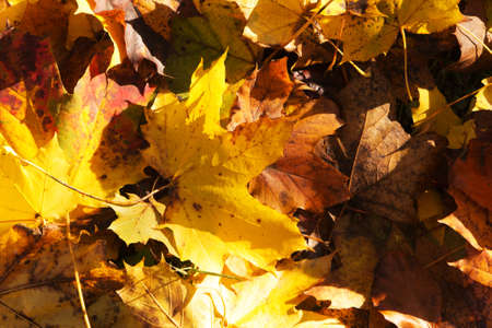 Colourful autumn leaves in a range orange yellow and brown