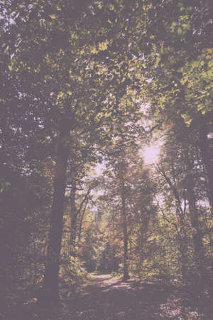 Woodland scene with autumn leaves in yellow and brown Vintage Retro Filter.