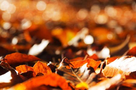 Colourful autumn leaves in a range orange yellow and brown
