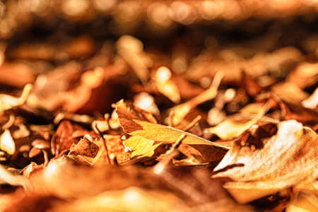 Colourful autumn leaves in a range orange yellow and brown HDR Filter.の写真素材