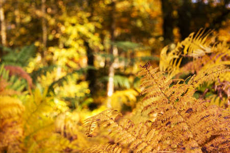 Golden fern leaves in an autumn woodland sceneの写真素材