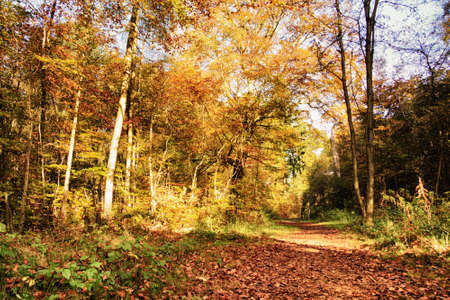 Woodland scene with autumn leaves in yellow and brown HDR Filter.の写真素材