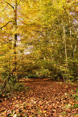 Woodland scene with autumn leaves in yellow and brown HDR Filter.