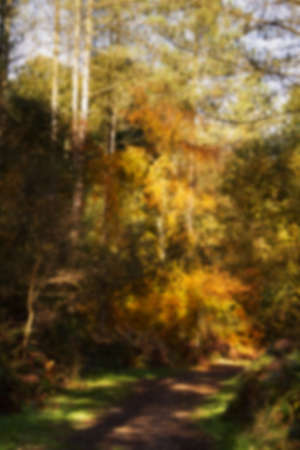 Woodland scene with autumn leaves in yellow and brown Out of focus.の写真素材