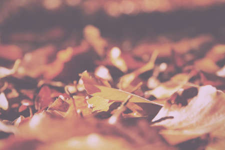 Colourful autumn leaves in a range orange yellow and brown Vintage Retro Filter.の写真素材
