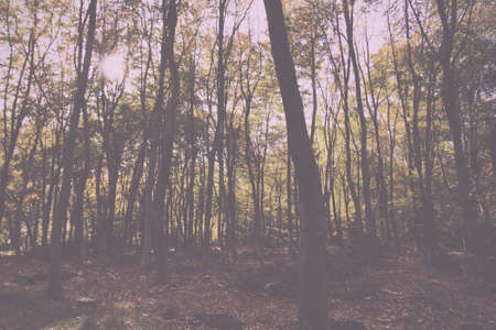 Woodland scene with autumn leaves in yellow and brown Vintage Retro Filter.
